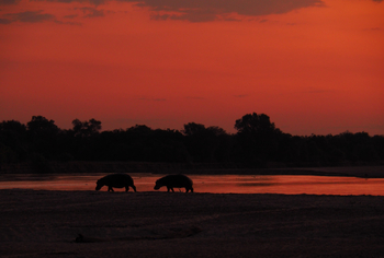 Luambe National Park: Hippos