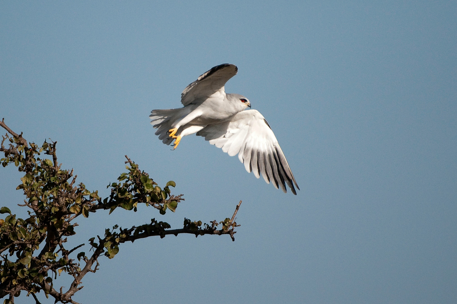 Mara Plains Camp Mara Plains Camp: Black-shouldered Kite