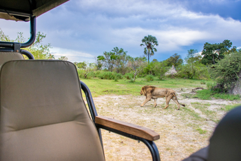 Moremi Crossing: Löwenbegegnung