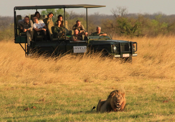 Nehimba Lodge: Männlicher Löwe