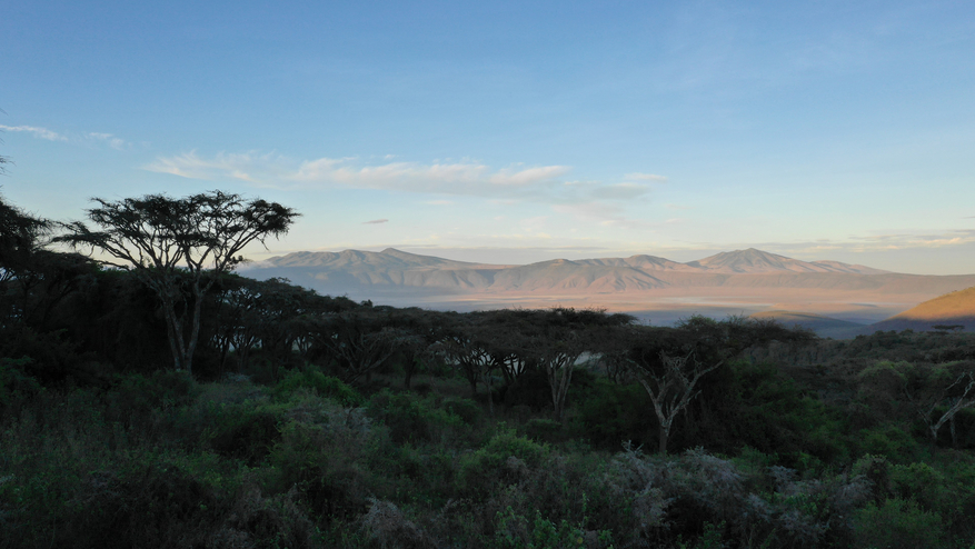 Ngorongoro Lion's Paw Ngorongoro Lion's Paw