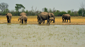 Nogatsaa Pans Chobe Lodge: Elefanten an der Pfanne
