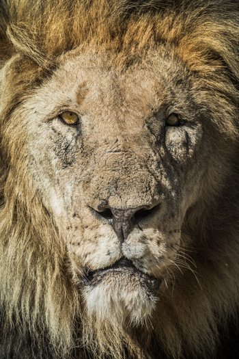 Old Traders Lodge: Altes Gesicht