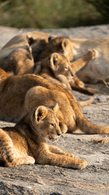 Olmara Camp: Löwen auf Felsen