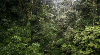 One and Only Nyungwe House: Jungel