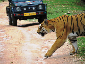 Pench Jungle Camp: Tiger auf der Safari-Piste