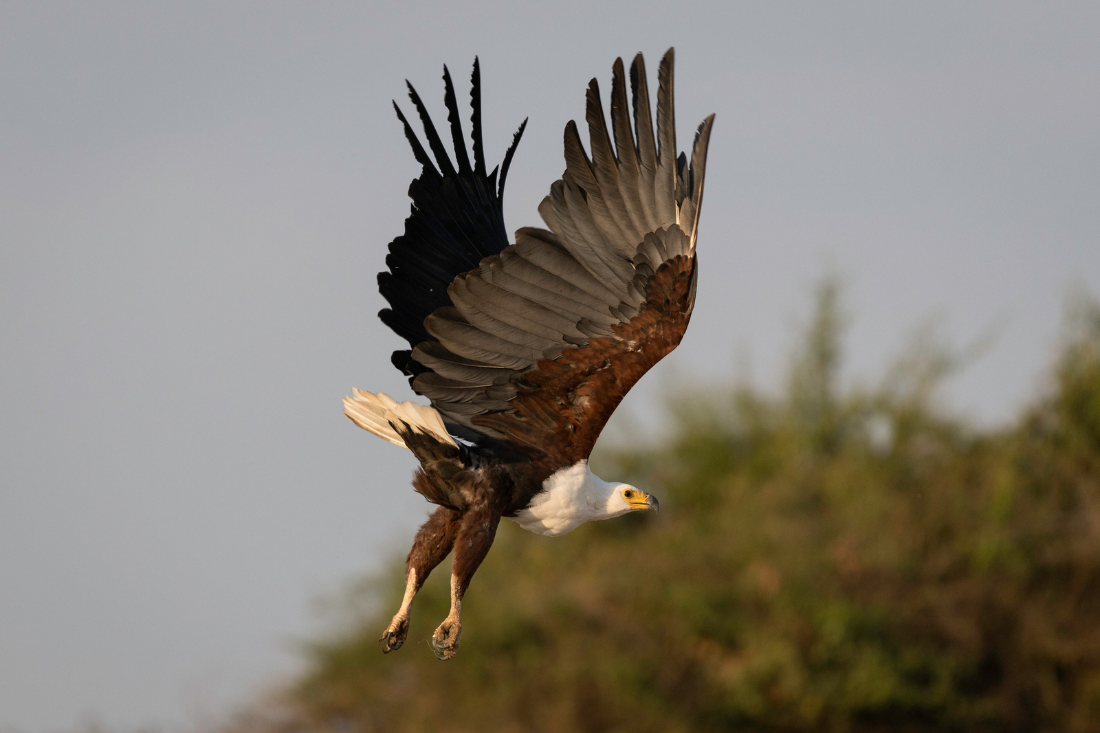 Magashi Camp Magashi Camp: African Fish Eagle