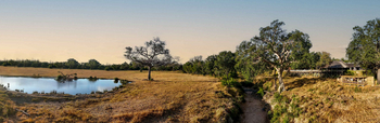 Sabi Sabi Bush Lodge: Holzdeck überblickt Morgenwasserloch