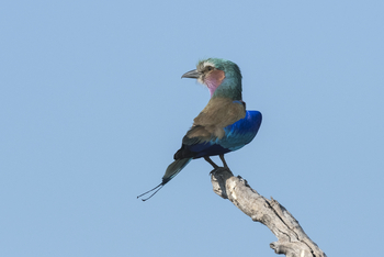 Savuti Camp Savuti Camp: Gabelracke