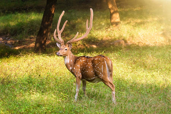 Sawai Vilas: Axishirsch