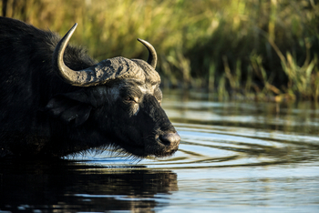 Selinda Camp: Büffel im Fluss