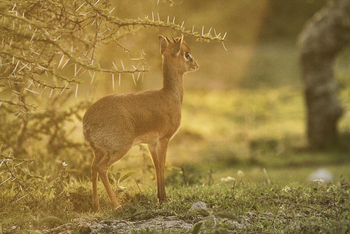 Serian Serengeti Lamai: Dik Dik