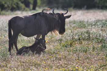 Serian Serengeti Mobile Kusini Camp: Gnukuh mit Kalb