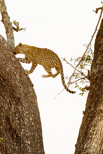 Shinde Lodge Shinde Lodge: Kletternder Leopard