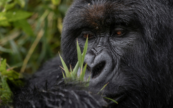 Singita Kwitonda Lodge: Gorilla namens Blackbean