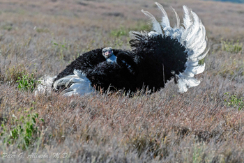 Sirikoi Lodge Sirikoi Lodge: Strauß