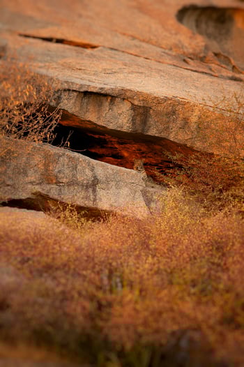 Sujan Jawai: Leopard im späten Licht