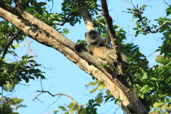 Svasara Jungle Lodge: Grau- oder Hanuman Langur