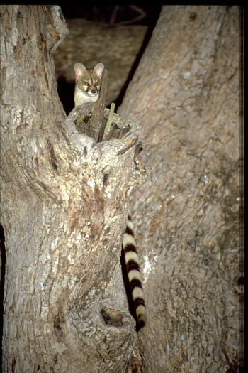 Tafika Camp: Ginsterkatze