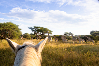 Thamo Telele: Giraffenherde