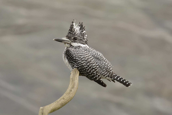Vanghat: Crested Kingfisher