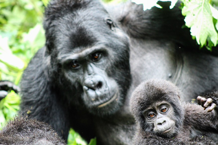 Volcanoes Bwindi Lodge