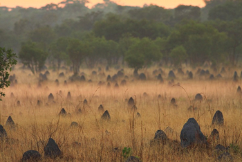 Wasa Lodge: Termitenbauten