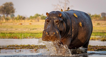 Wilderness Mokete Camp: Hippo