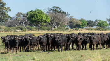 Xigera Safari Lodge Xigera Safari Lodge: Büffelherde