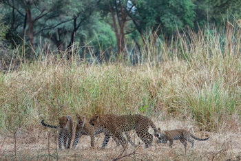 Anabezi Luxury Tented Camp: Leopardenfamilie