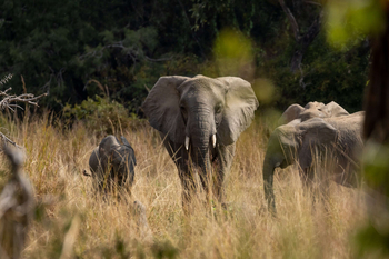 Anantara Tented Camp Kafue River: Elefantenfamilie auf Buschsavanne im Morgenlicht