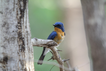 Asiatic Lion Lodge Asiatic Lion Lodge: Blue-throated Flycatcher