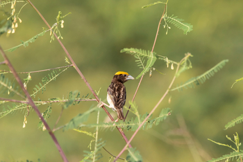 Asiatic Lion Lodge Asiatic Lion Lodge: Yellow-capped Weaver