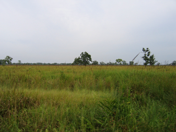 Ausgedehntes Grasland in Kaziranga