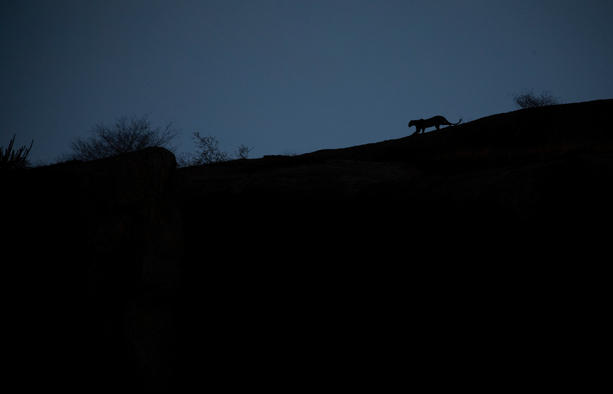 Bera Safari Lodge