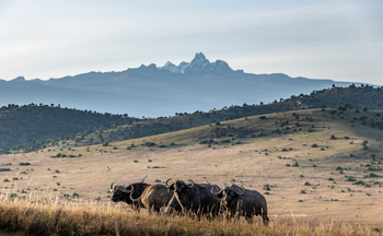 Borana Lodge Borana Lodge: Büffelgruppe in weiter Landschaft