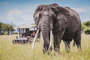 Chem Chem Lodge: Elefantenbulle