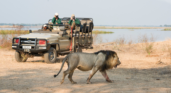 Old Mondoro Camp: Männlicher Löwe