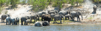 Chobe Savanna Lodge: Elefantenherde