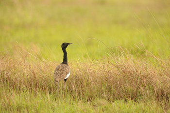 Diphlu River Lodge: Bengal Florican