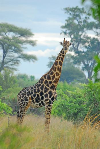 Divava Okavango Lodge and Spa: Giraffe