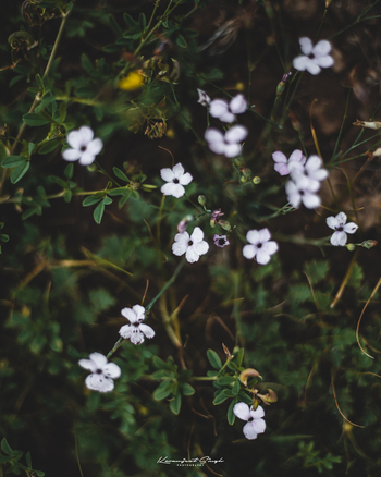 Drenmo Lodge Drenmo Lodge: Vergissmeinnicht