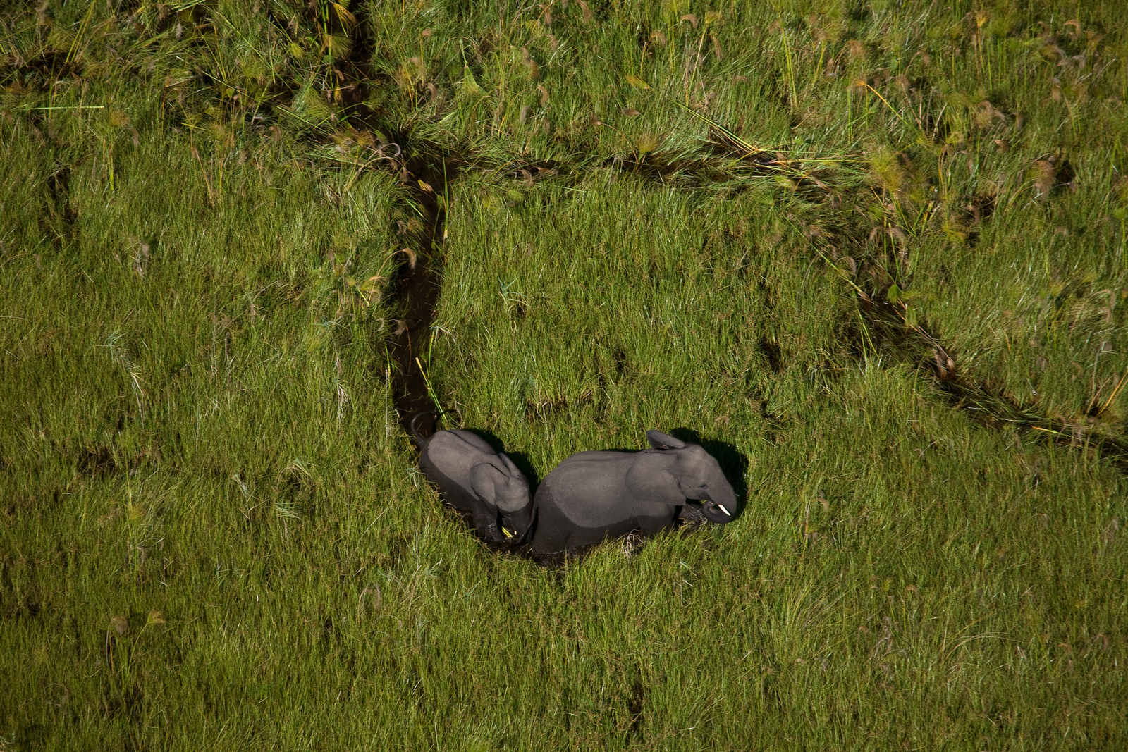 Duba Plains Camp Duba Plains Camp