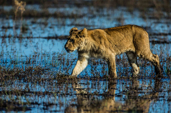 Duba Plains Camp: Junges Löwenmännchen