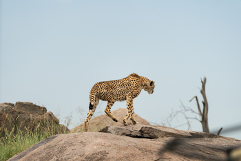 Elewana Serengeti Migration Camp: Gepard auf einem Felsen