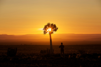 Fish River Lodge Fish River Lodge: Köcherbaum