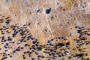 Gomoti Plains Camp: Tiere und Landschaft
