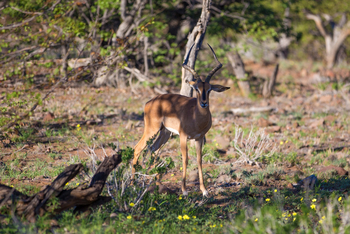 Grootberg Lodge Grootberg Lodge: Schwarznasenimpala