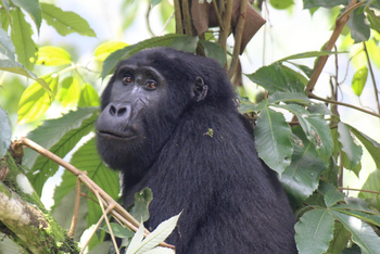 Haven Lodge: Gorilla im Baum