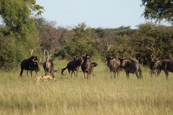 Imvelo Safaris Imvelo Safaris: Gnu Herde